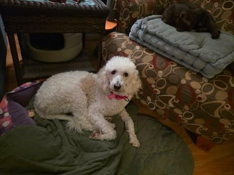 Enlarge Toni, an adopted Standard Poodle in Merrillville, IN image 6/6