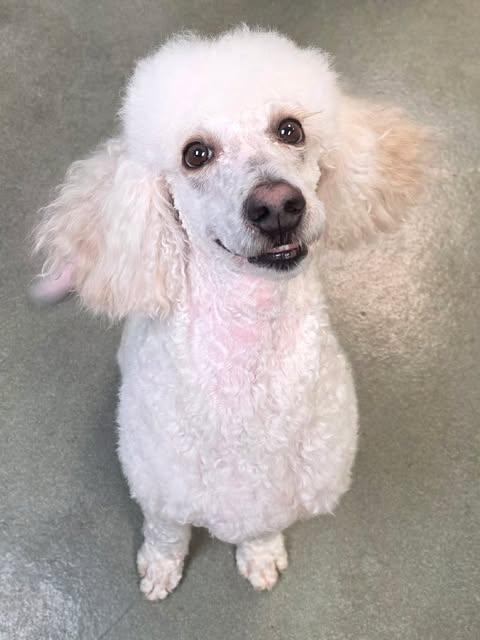 Enlarge Toni, an adopted Standard Poodle in Merrillville, IN image 4/6