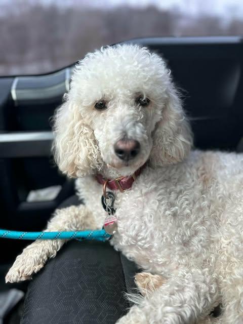 Enlarge Toni, an adopted Standard Poodle in Merrillville, IN image 3/6