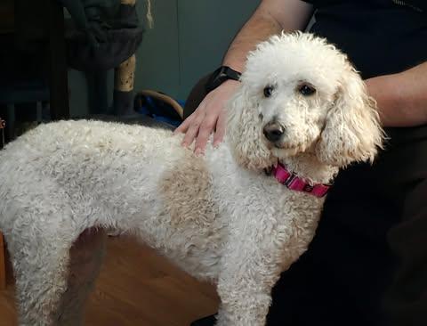 Toni, adopted, Adult Female Standard Poodle.
