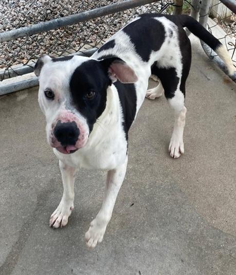 Oreo, ADOPTABLE, Adult Male Pit Bull Terrier.