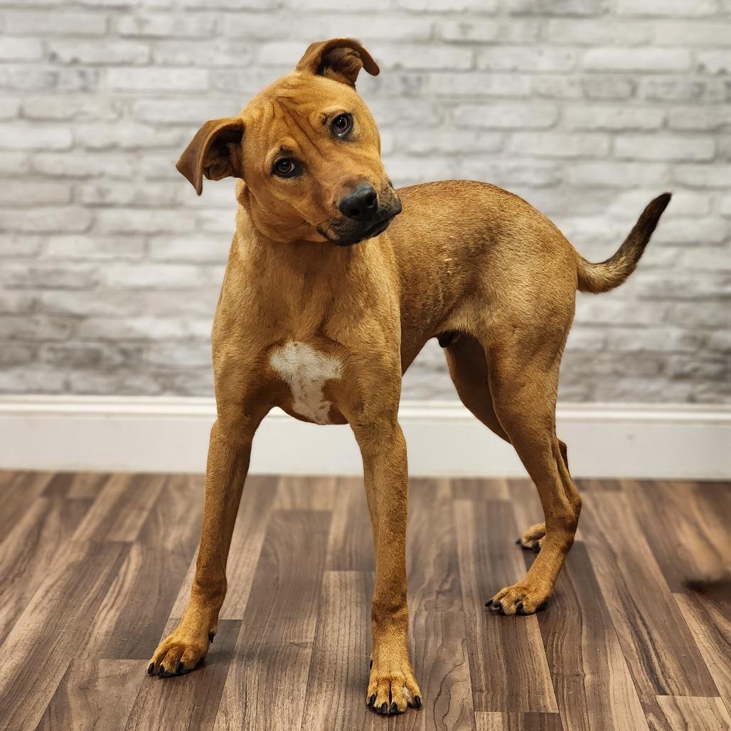 Patrick, Adoptable, Young Male Terrier.