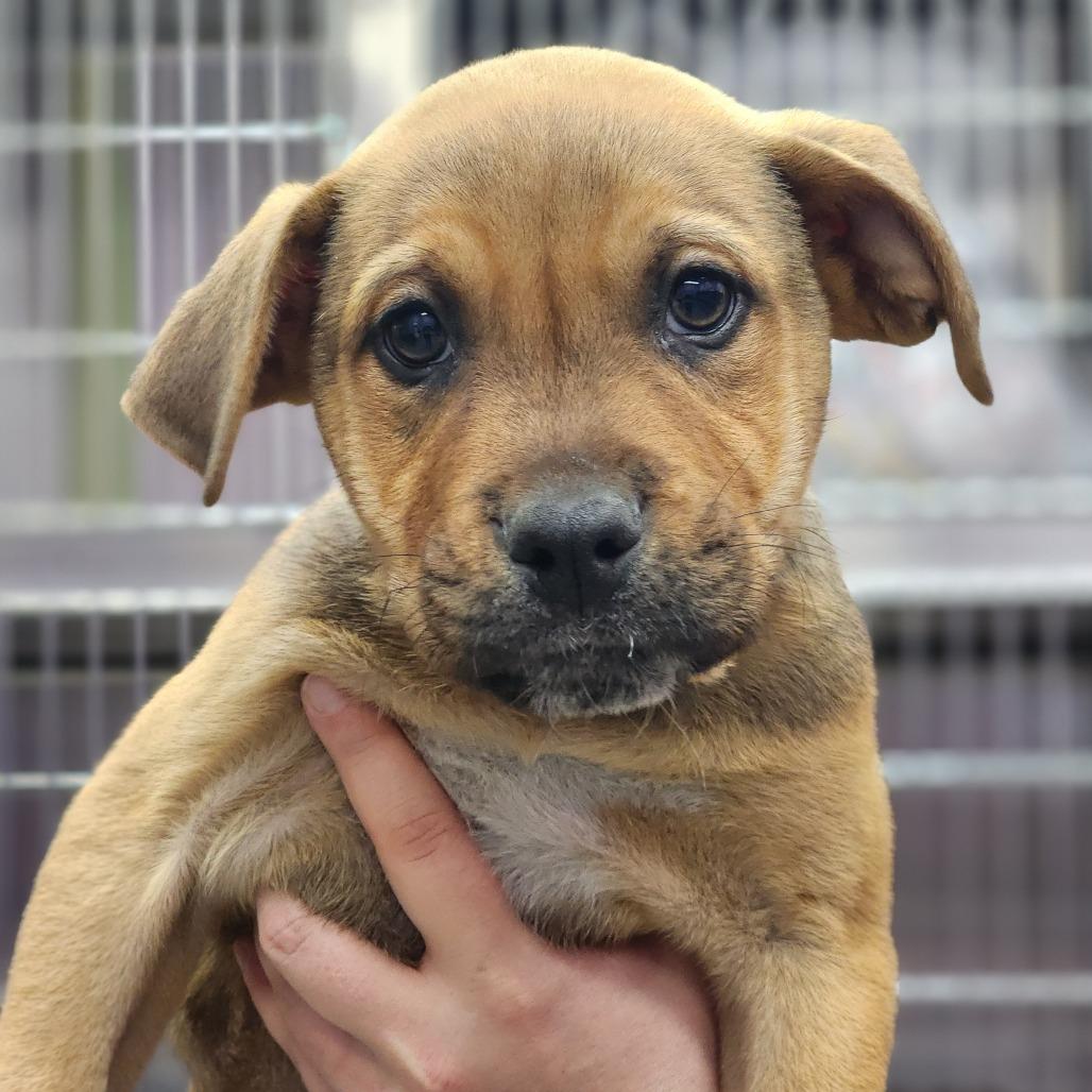 Patrick, a Adoptable Terrier in Montgomery, AL image 3/6