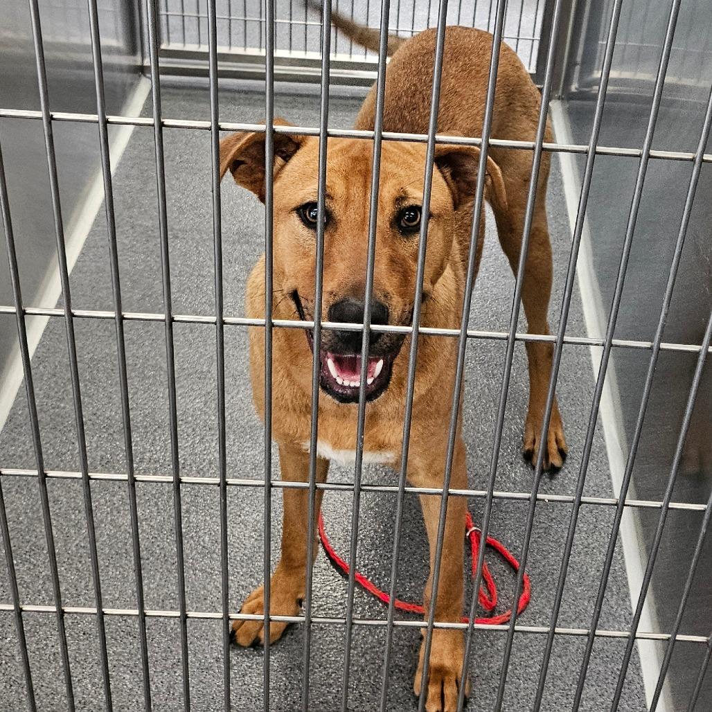 Patrick, a Adoptable Terrier in Montgomery, AL image 4/6