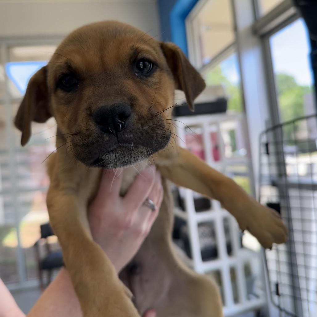 Patrick, a Adoptable Terrier in Montgomery, AL image 5/6