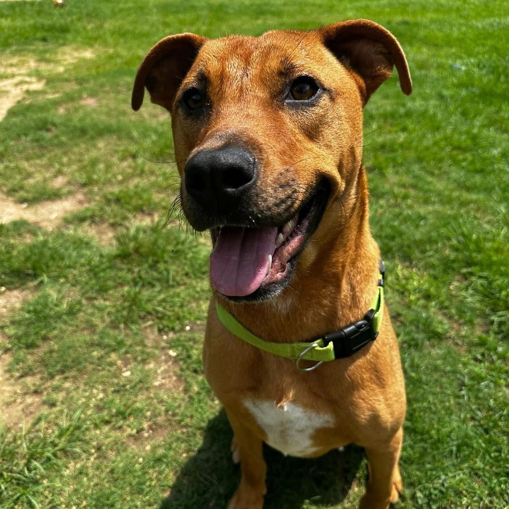 Patrick, a Adoptable Terrier in Montgomery, AL image 6/6