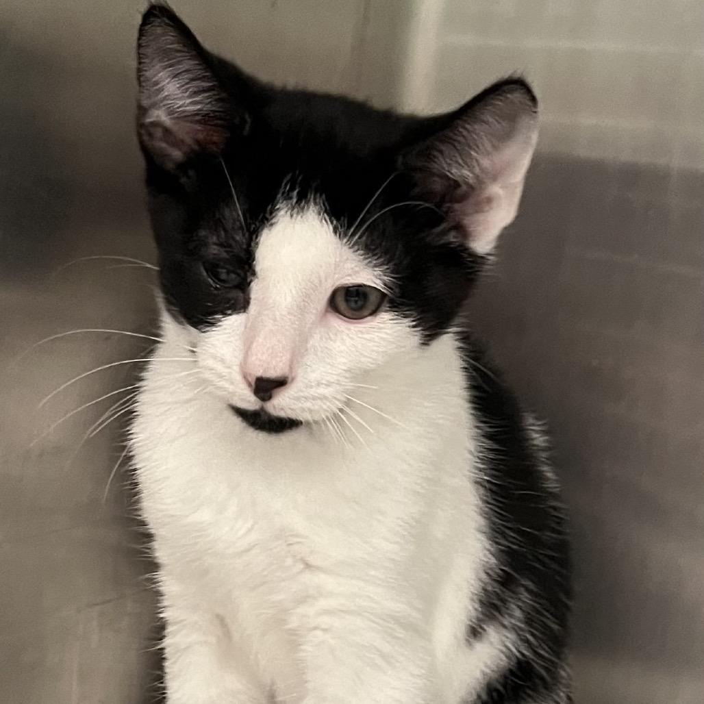 Cowboy, Adoptable, Kitten Male Domestic Short Hair.