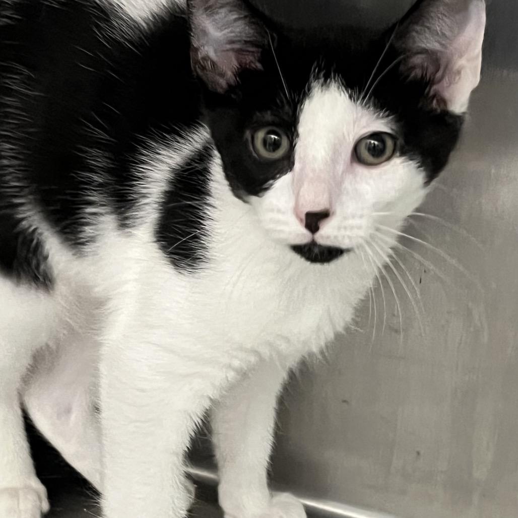 Enlarge Cowboy, a Adoptable Domestic Short Hair in Calverton, NY image 2/2