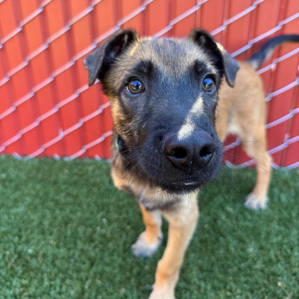 Enlarge Birch, a Adoptable mixed breed in Buellton, CA image 1/5