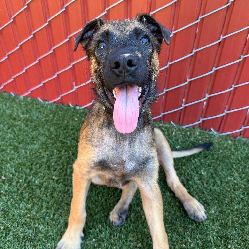 Enlarge Birch, a Adoptable mixed breed in Buellton, CA image 2/5