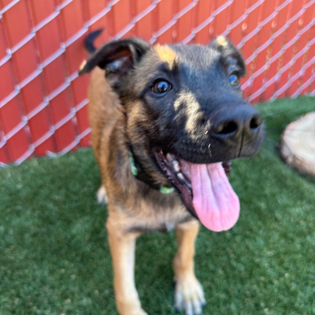 Enlarge Birch, a Adoptable mixed breed in Buellton, CA image 3/5