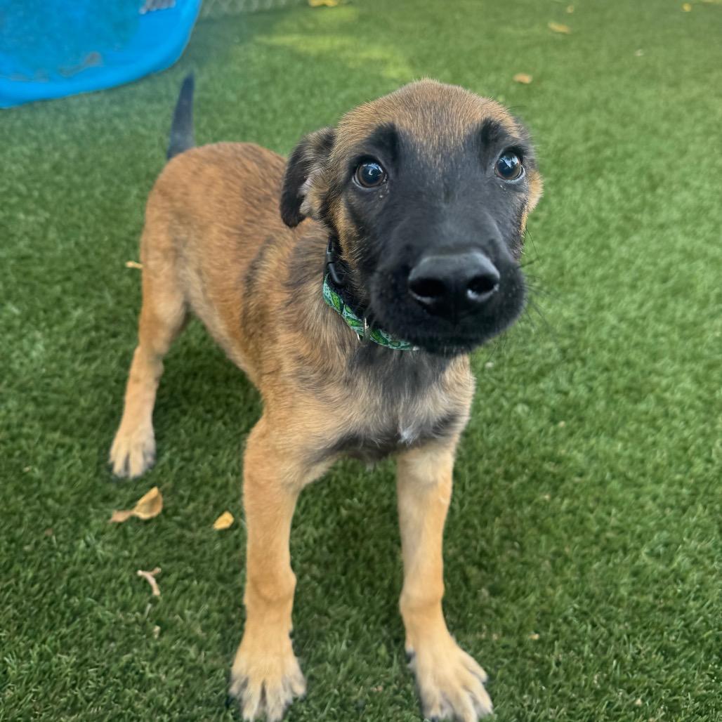 Enlarge Birch, a Adoptable mixed breed in Buellton, CA image 4/5