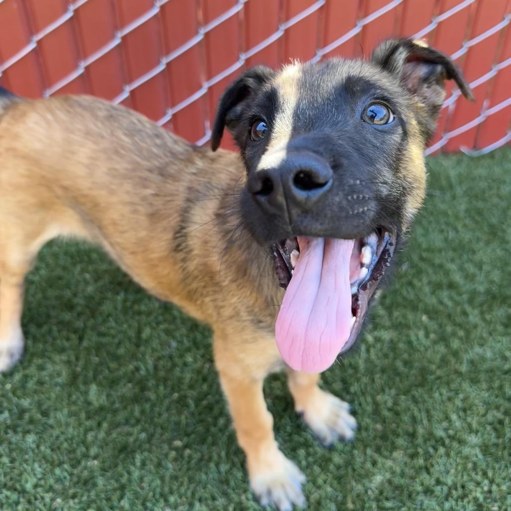 Enlarge Birch, a Adoptable mixed breed in Buellton, CA image 5/5