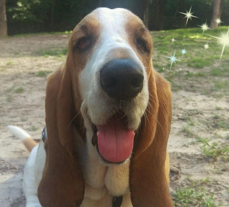 Enlarge Payton, a Adoptable Basset Hound in Carrollton, TX image 1/3
