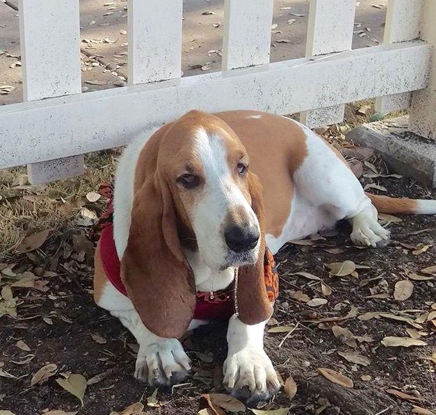 Enlarge Payton, a Adoptable Basset Hound in Carrollton, TX image 2/3