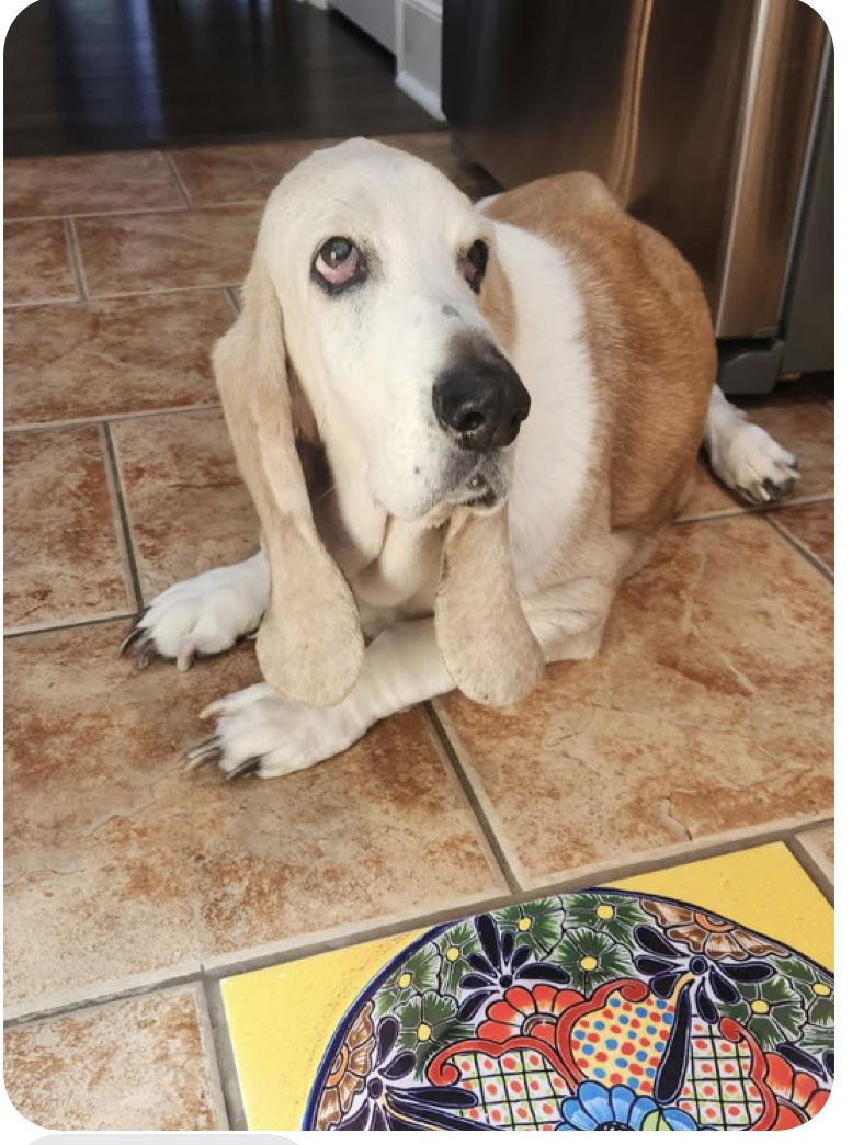 Enlarge Payton, a Adoptable Basset Hound in Carrollton, TX image 3/3