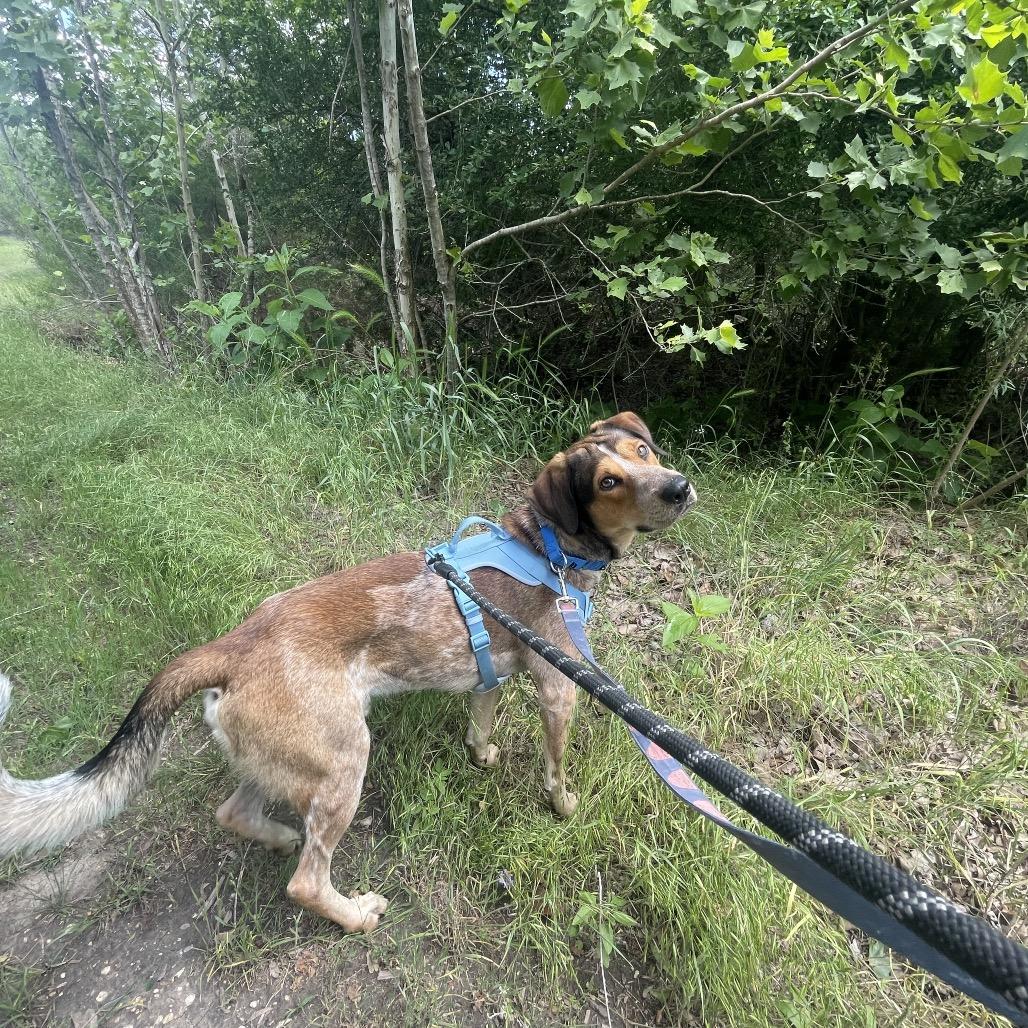 KENY, Adoptable, Adult Male American Staffordshire Terrier & Mixed Breed.