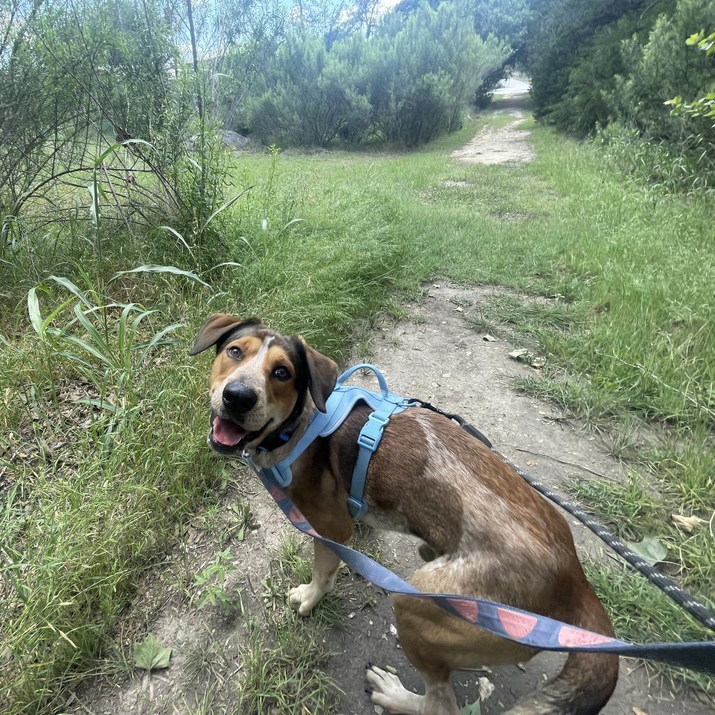 Enlarge KENY, a Adoptable mixed breed in Kyle, TX image 2/5