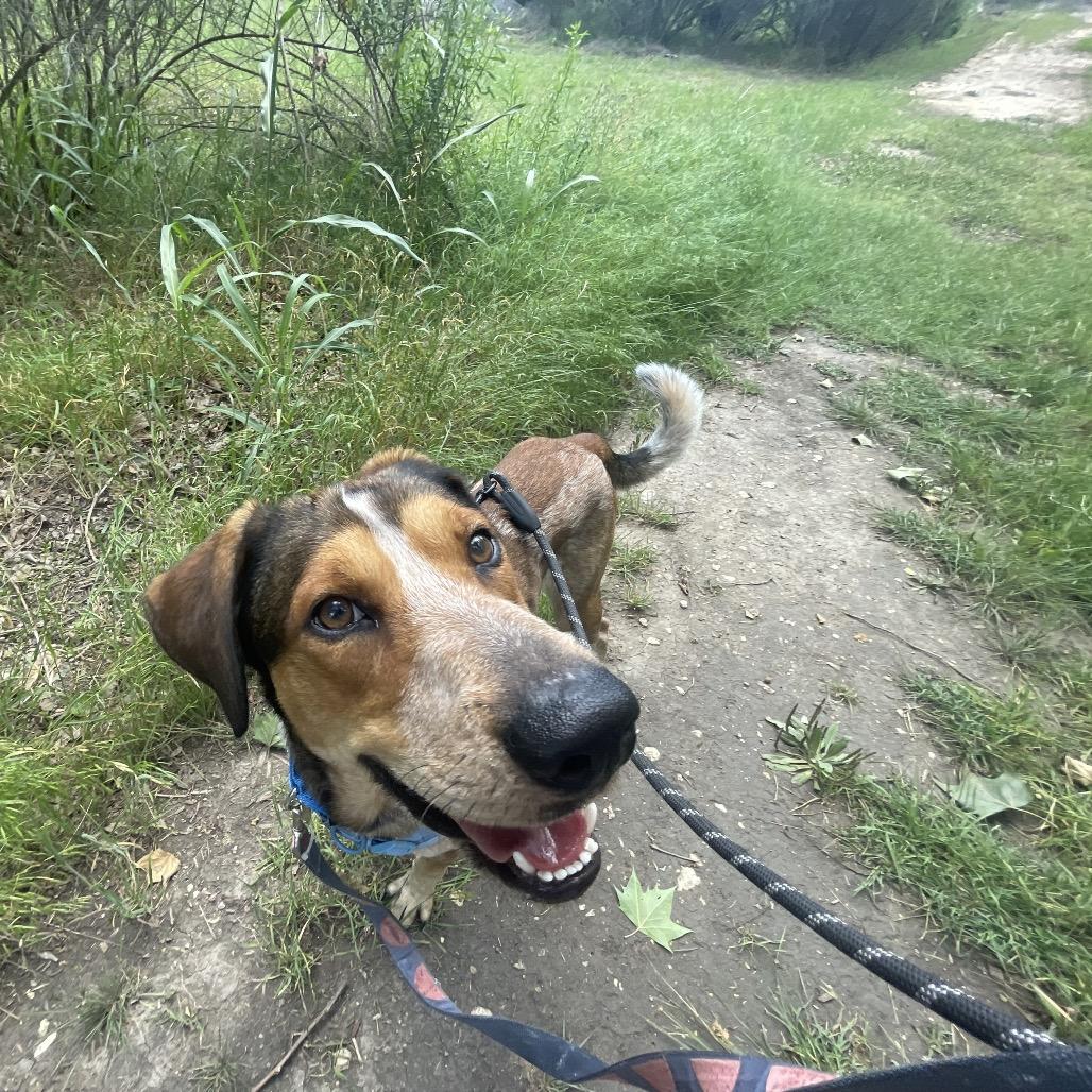 Enlarge KENY, a Adoptable mixed breed in Kyle, TX image 3/5