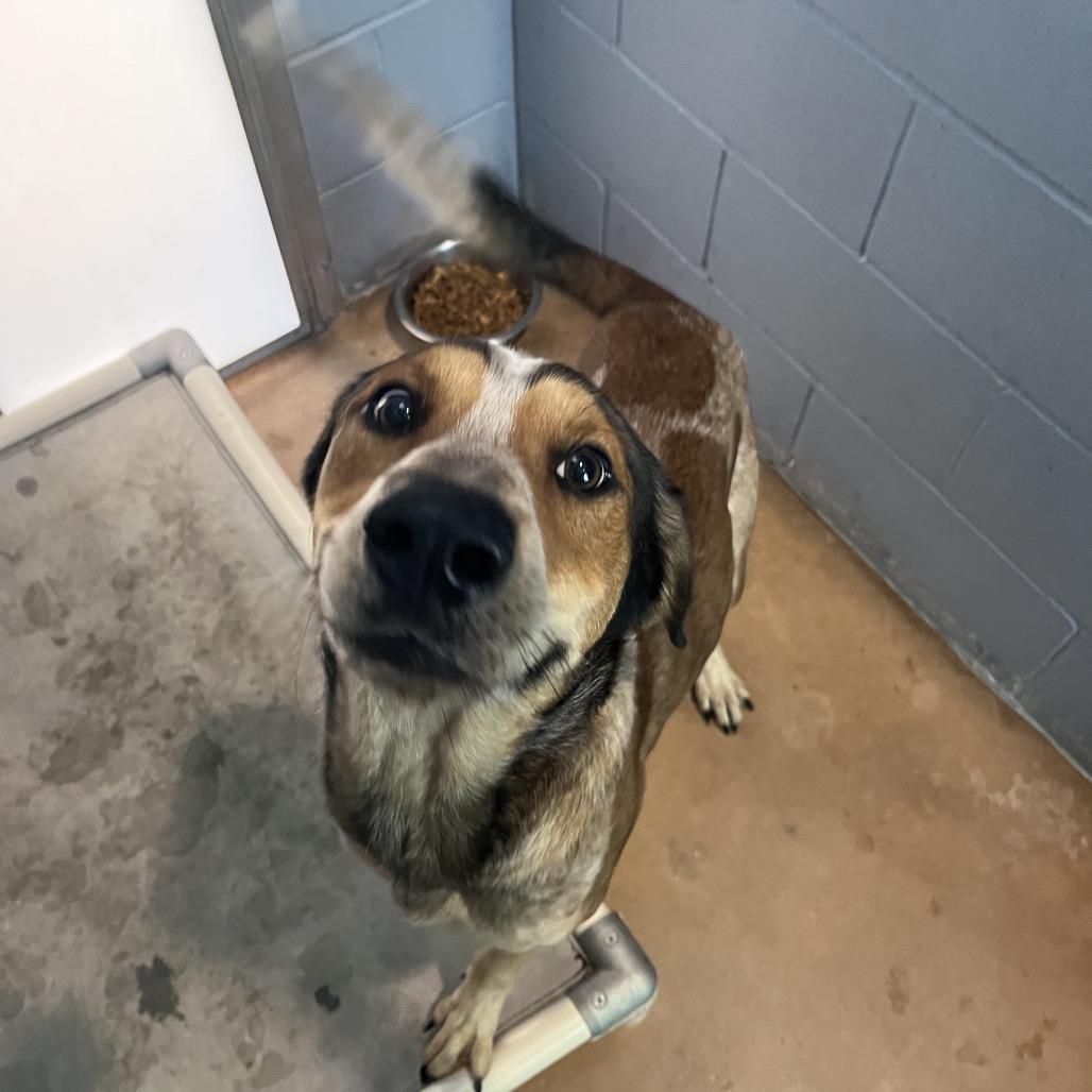 Enlarge KENY, a Adoptable mixed breed in Kyle, TX image 4/5