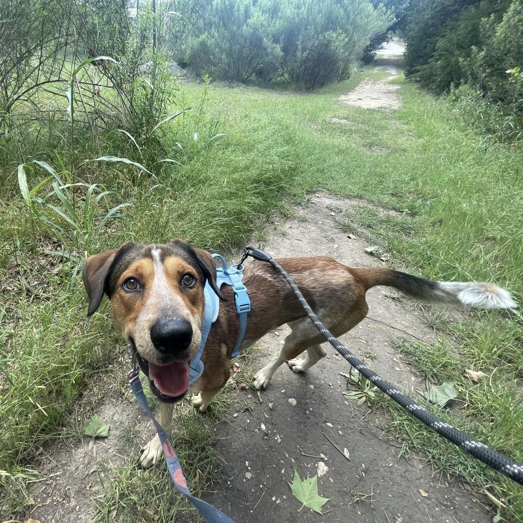 Enlarge KENY, a Adoptable mixed breed in Kyle, TX image 5/5