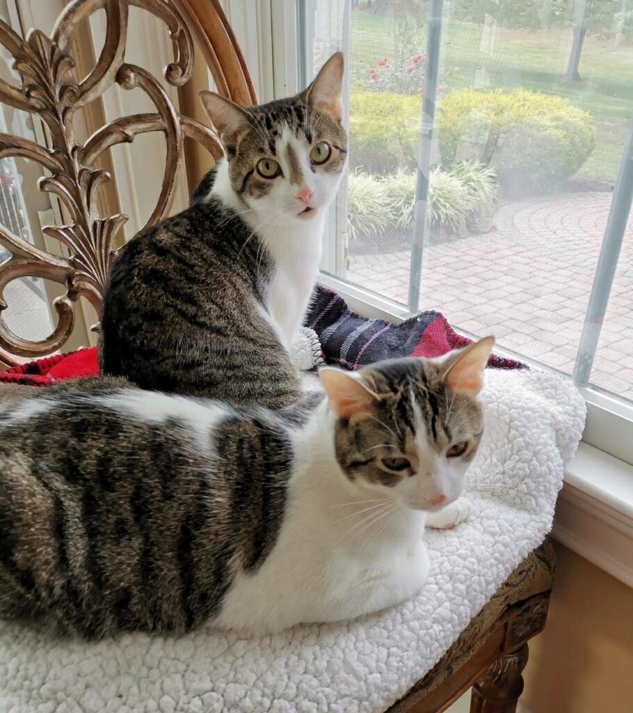 Enlarge Vaska & Murzik, a Adoptable American Shorthair in Horsham, PA image 1/2