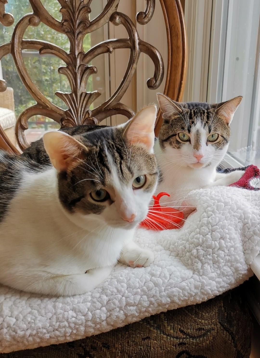 Enlarge Vaska & Murzik, a Adoptable American Shorthair in Horsham, PA image 2/2