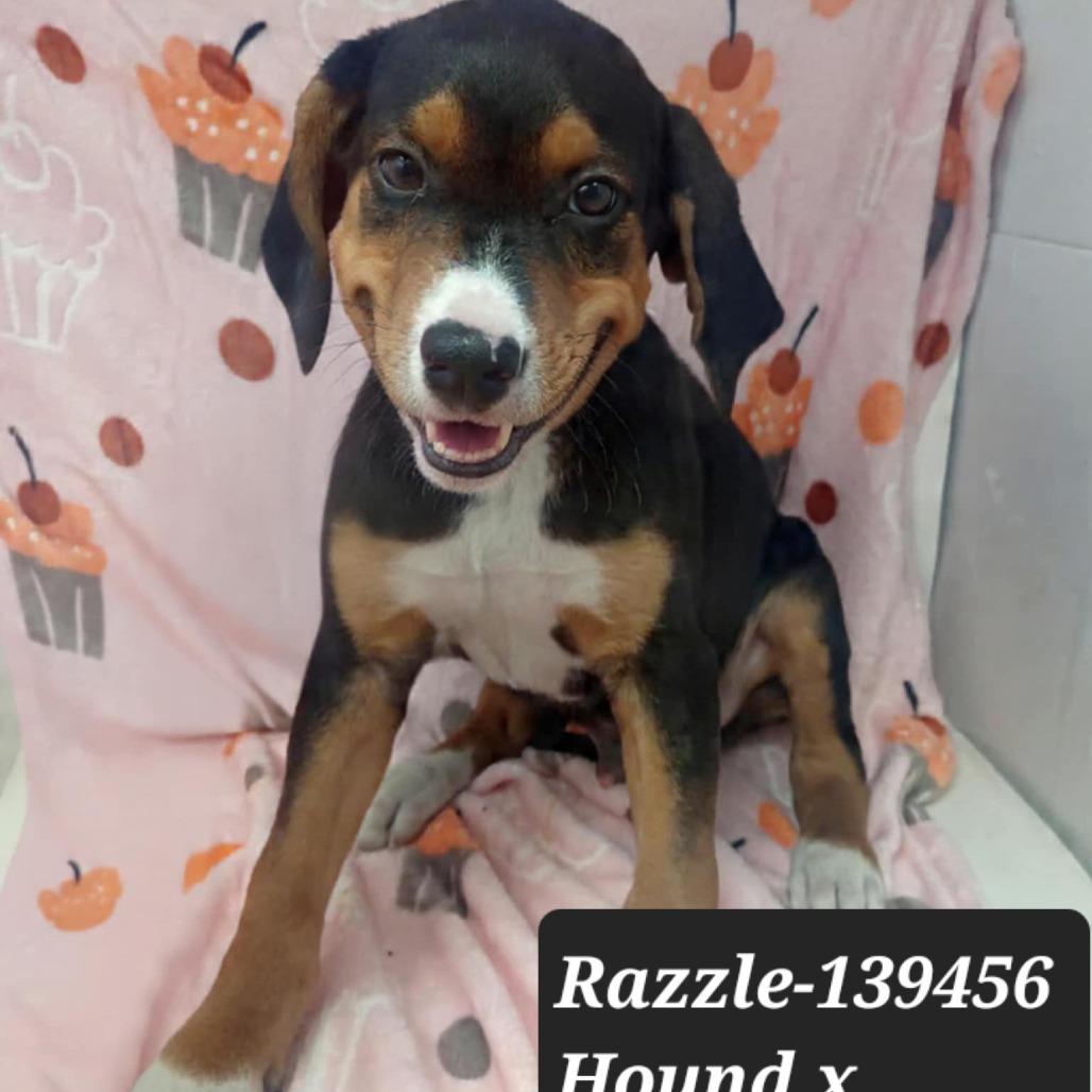 Razzle, Adoptable, Puppy Male Hound.