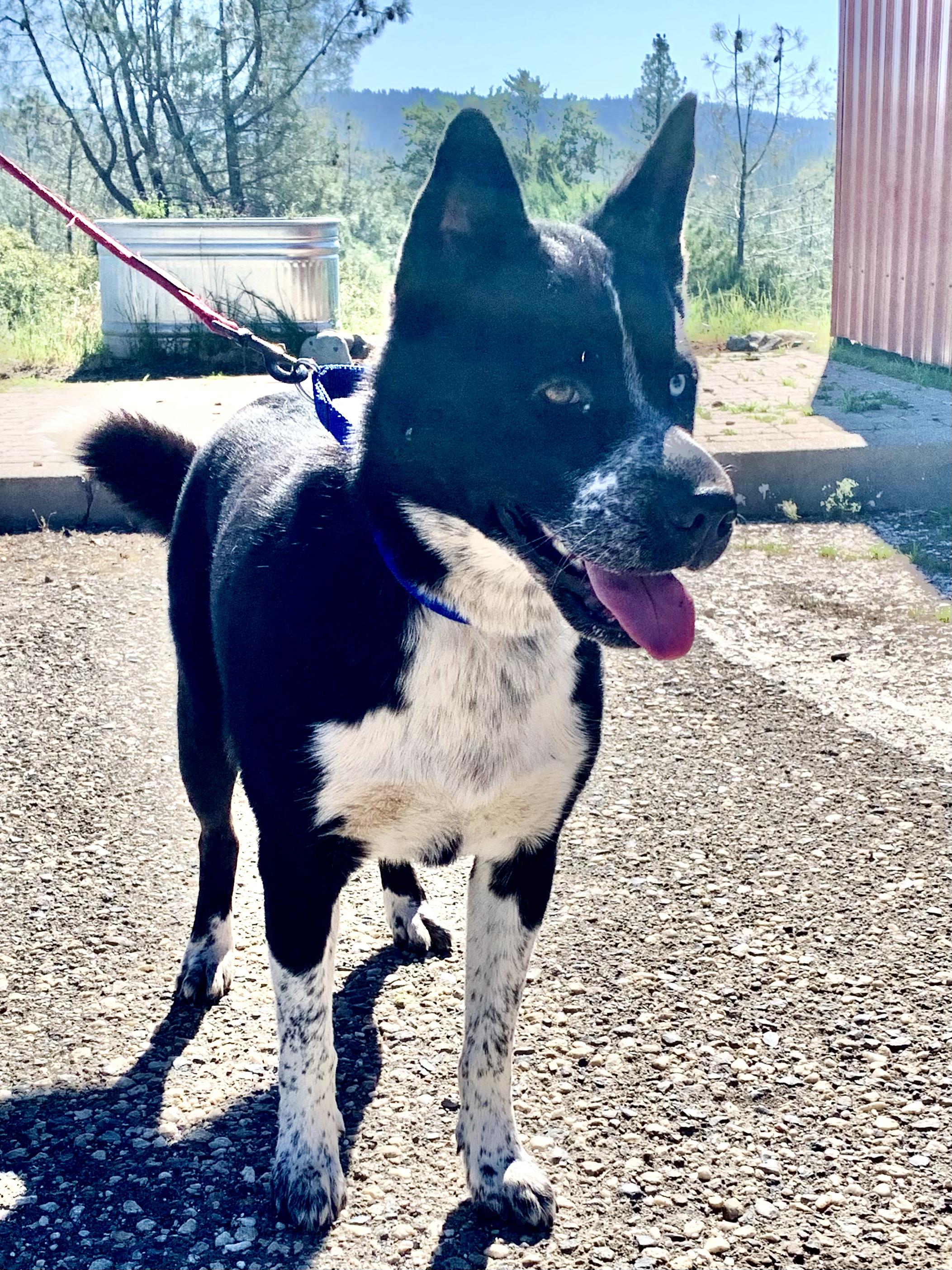Isabella Rosalini, a ADOPTABLE mixed breed in Grass Valley, CA image 3/5