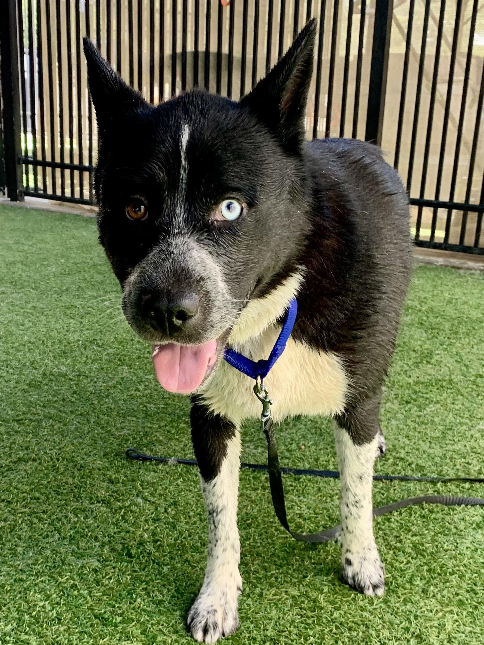 Isabella Rosalini, a ADOPTABLE mixed breed in Grass Valley, CA image 5/5