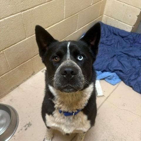 Isabella Rosalini, a ADOPTABLE mixed breed in Grass Valley, CA image 4/5