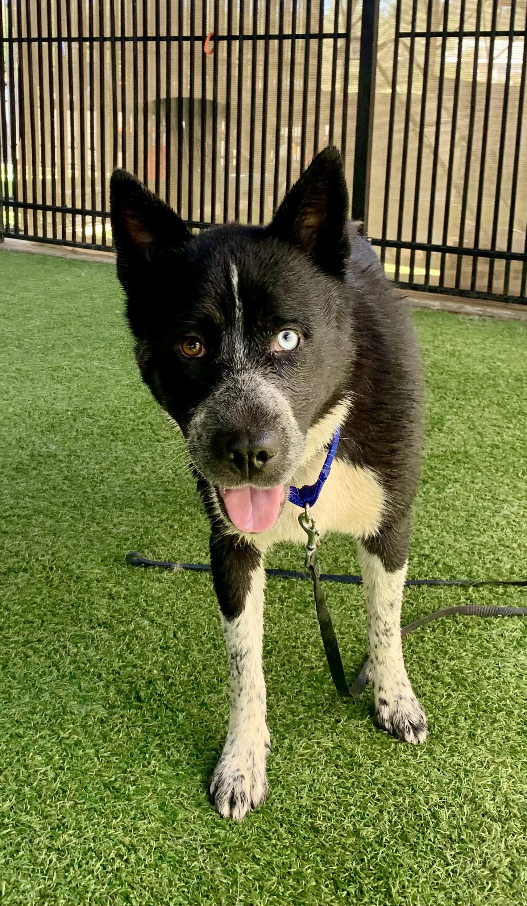 Isabella Rosalini, a ADOPTABLE mixed breed in Grass Valley, CA image 1/5
