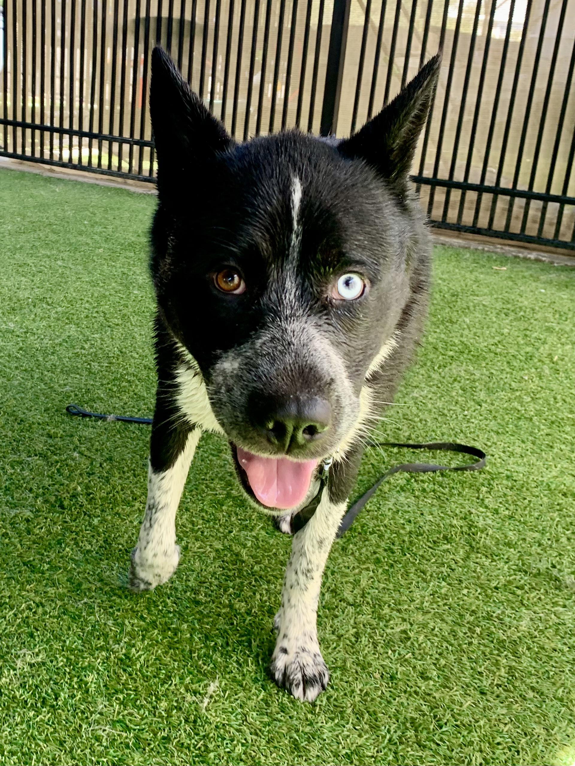 Isabella Rosalini, a ADOPTABLE mixed breed in Grass Valley, CA image 2/5