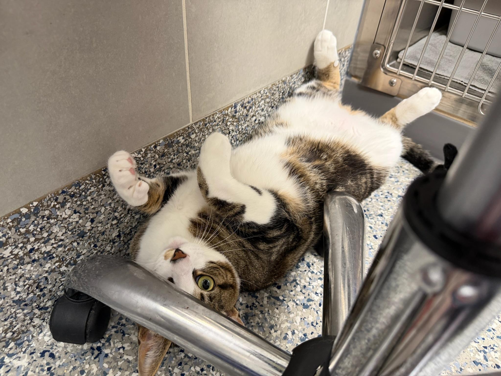 Enlarge Copper, a ADOPTABLE Tabby in Laguna Beach, CA image 2/6
