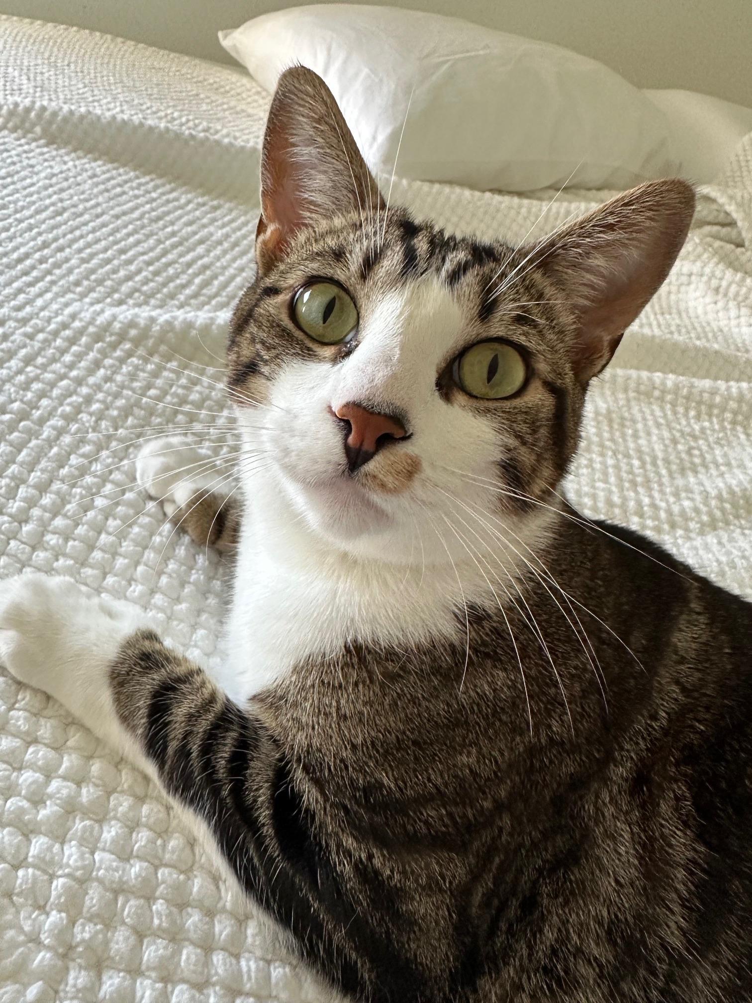 Enlarge Copper, a ADOPTABLE Tabby in Laguna Beach, CA image 1/6