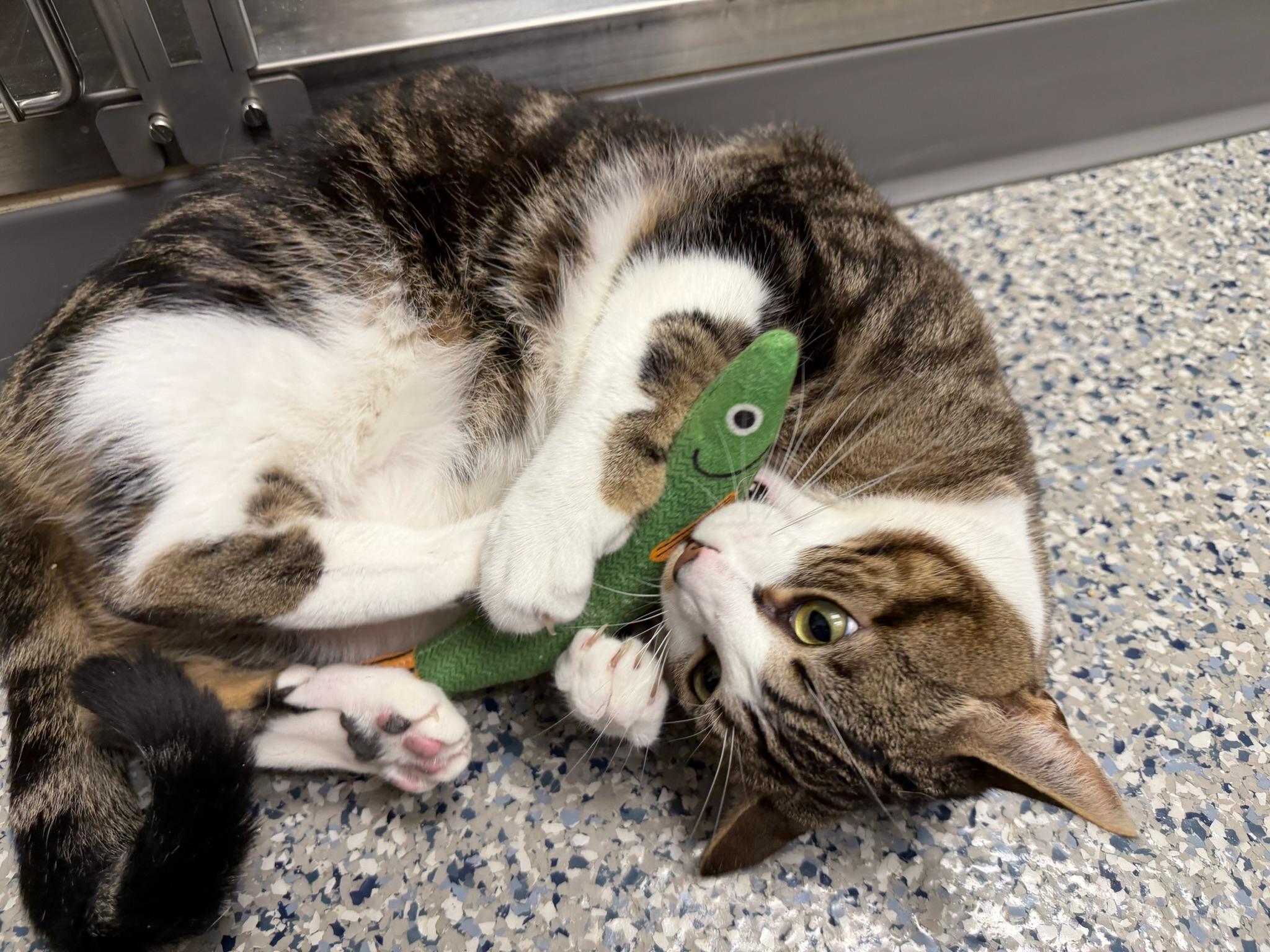 Enlarge Copper, a ADOPTABLE Tabby in Laguna Beach, CA image 3/6