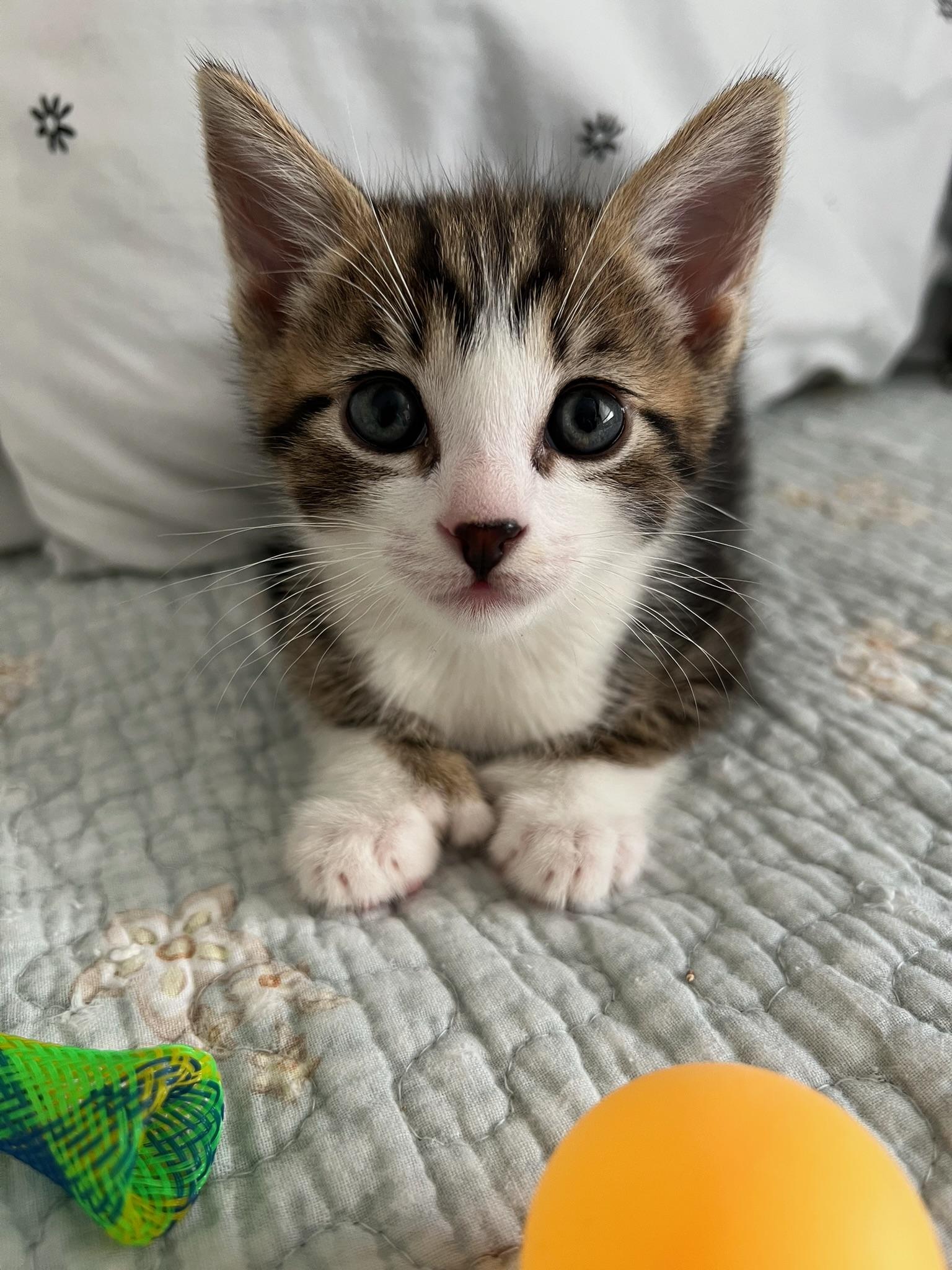 Enlarge Copper, a ADOPTABLE Tabby in Laguna Beach, CA image 4/6