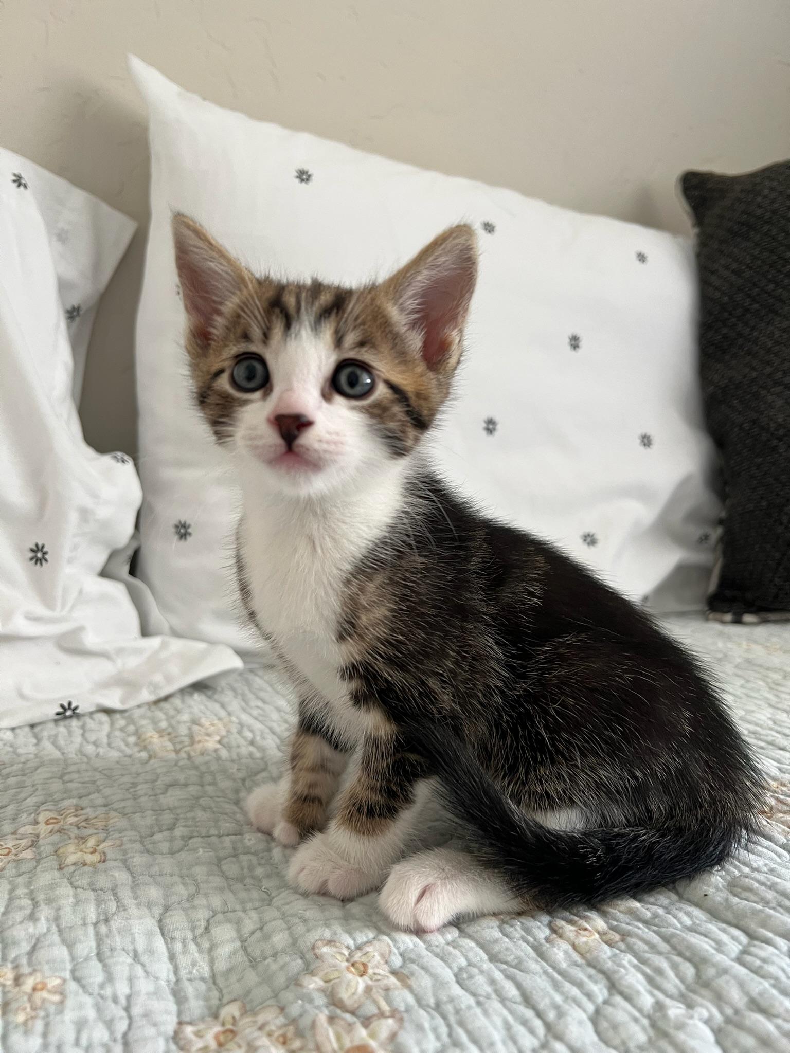Enlarge Copper, a ADOPTABLE Tabby in Laguna Beach, CA image 6/6