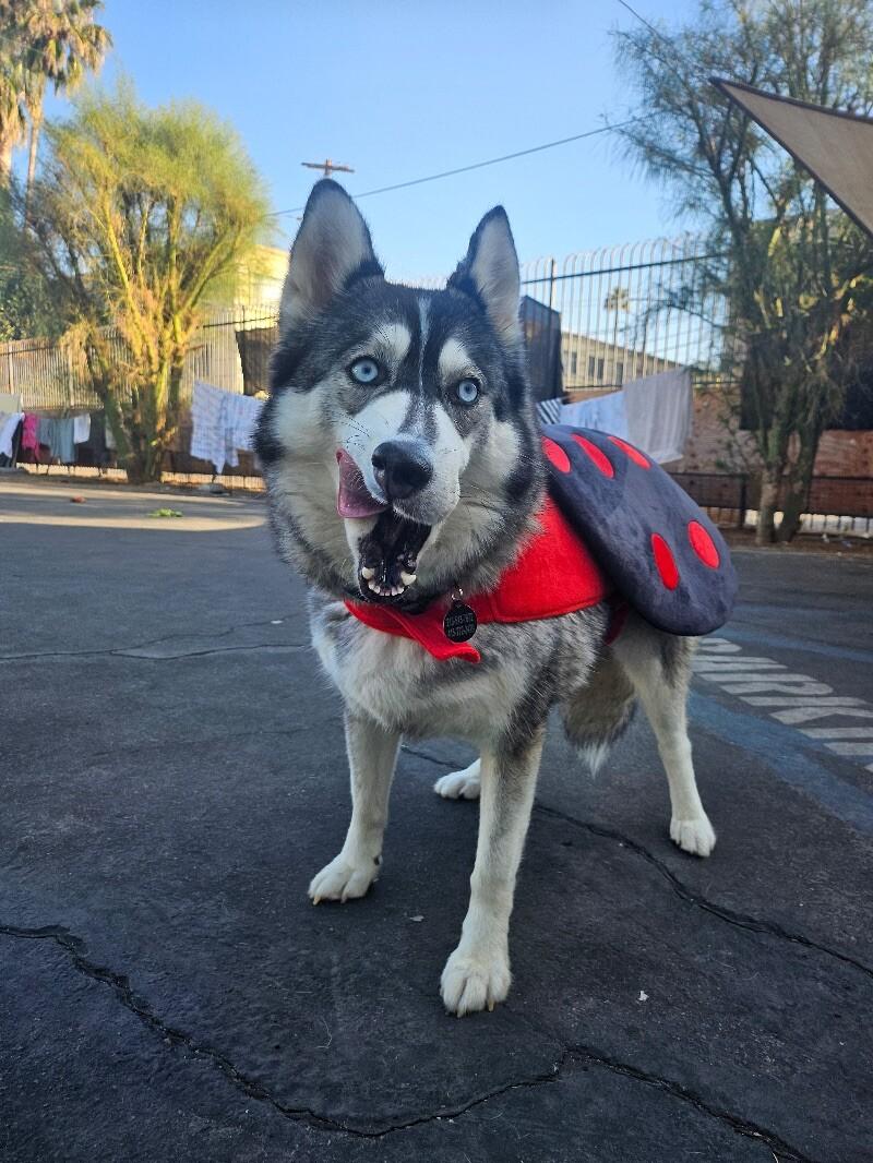 Sheila, Adoptable, Adult Female Husky & Mixed Breed.