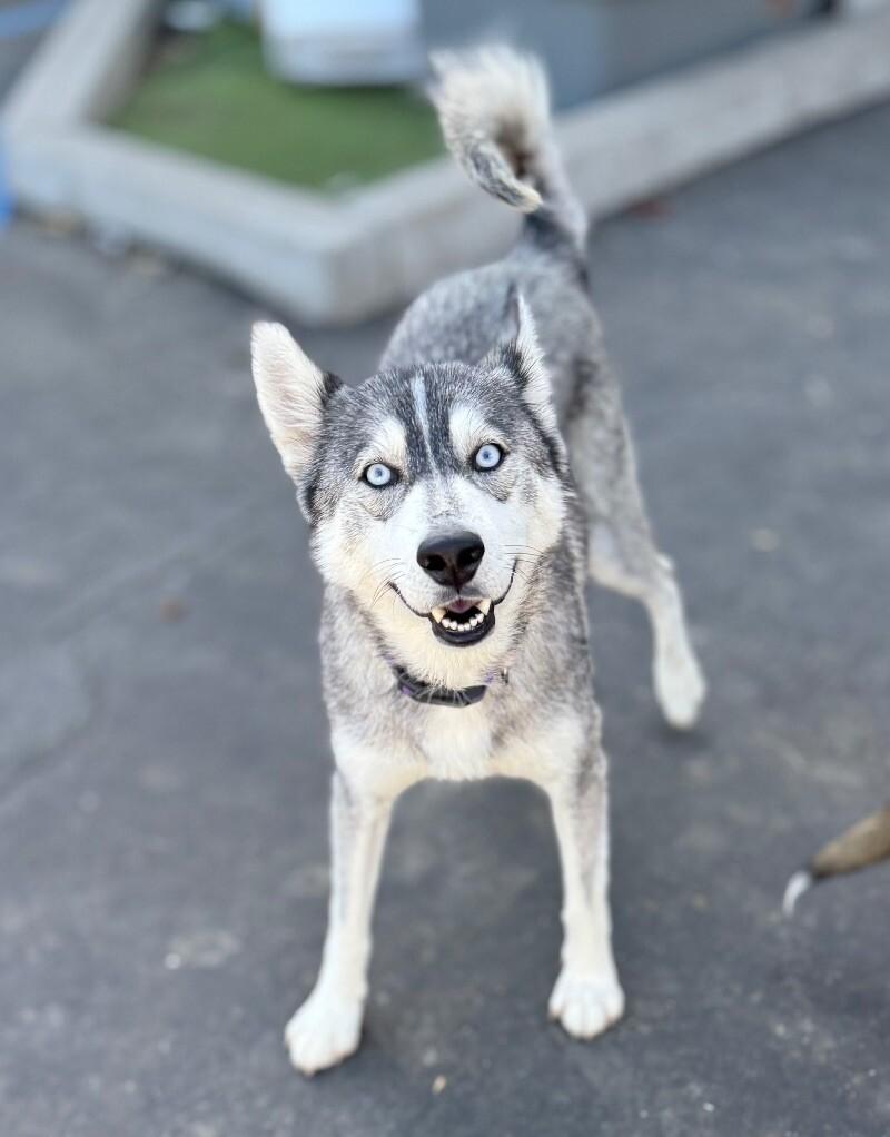 Enlarge Sheila, a Adoptable mixed breed in San Francisco , CA image 2/6