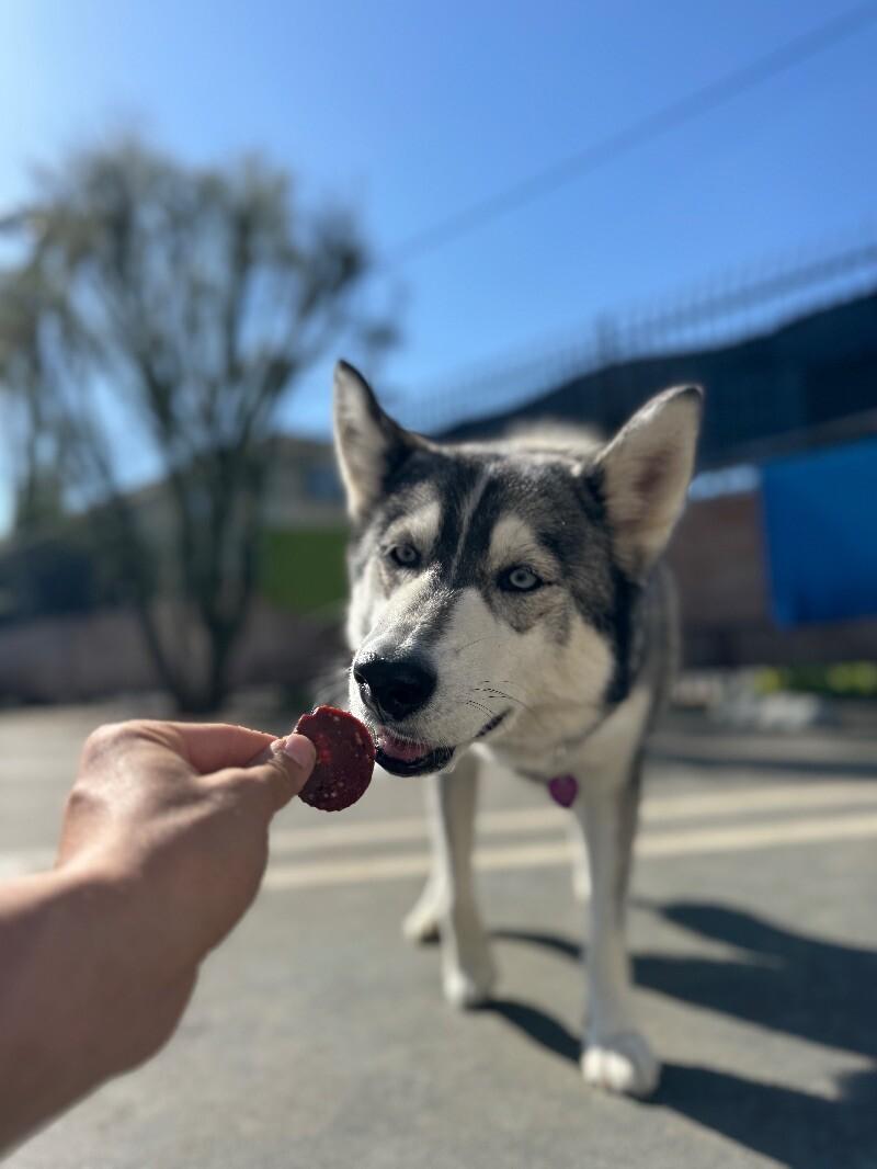 Enlarge Sheila, a Adoptable mixed breed in Van Nuys, CA image 2/6