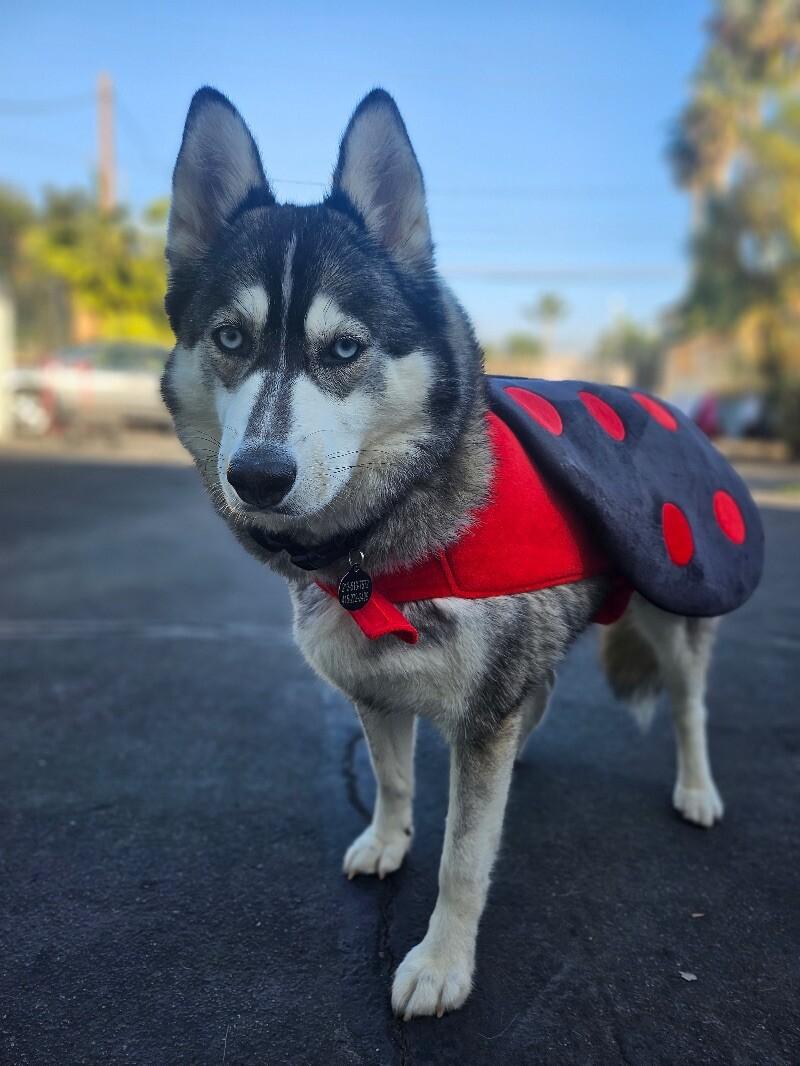 Enlarge Sheila, a Adoptable mixed breed in San Francisco , CA image 3/6