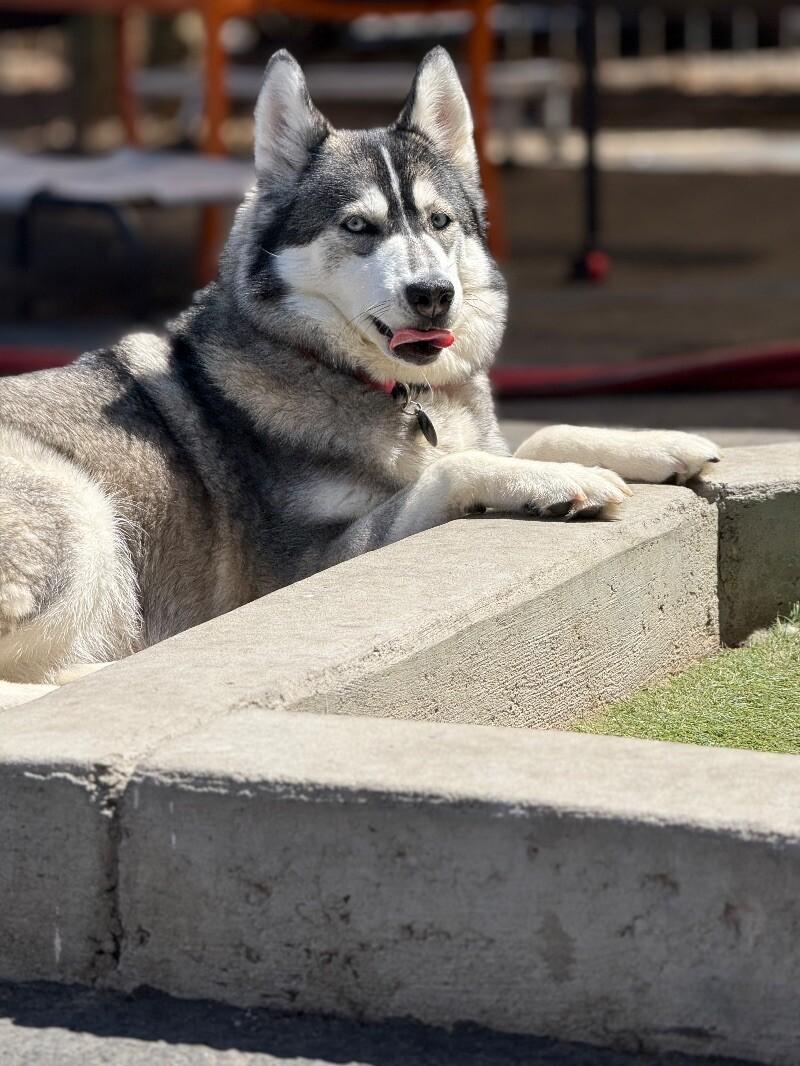 Enlarge Sheila, a Adoptable mixed breed in San Francisco , CA image 4/6