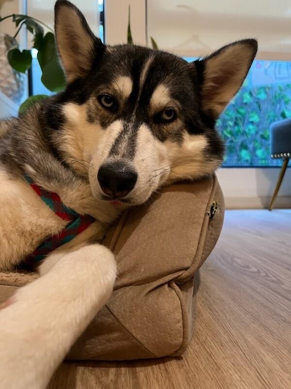 Enlarge Sheila, a Adoptable mixed breed in San Francisco , CA image 5/6