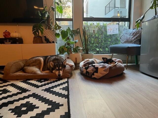 Enlarge Sheila, a Adoptable mixed breed in San Francisco , CA image 6/6