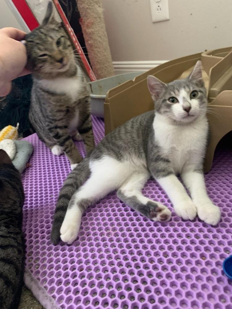 Enlarge Mochi, a Adopted Domestic Short Hair in Kannapolis, NC image 1/1