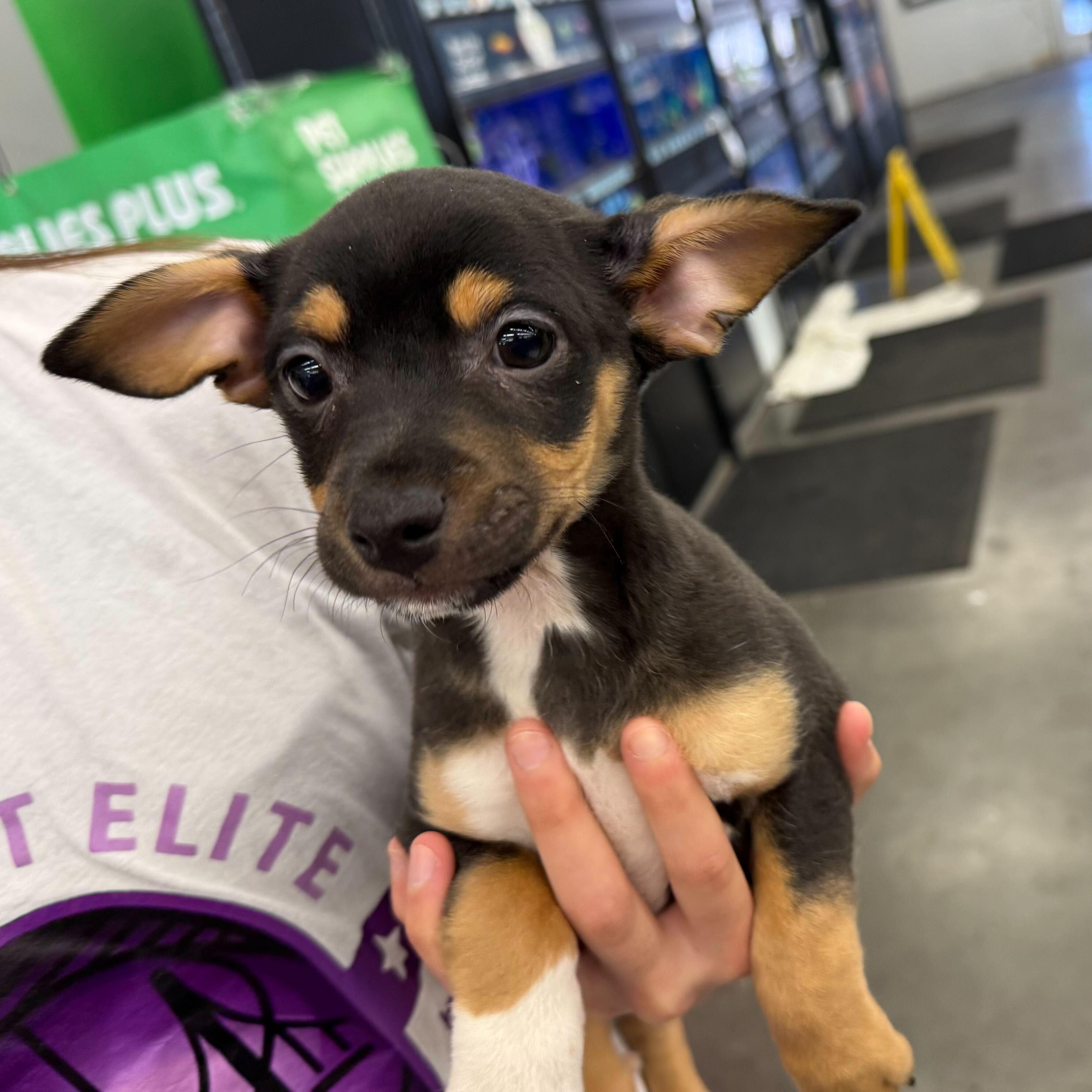 Derek Hough, Adopted, Young Male Terrier.