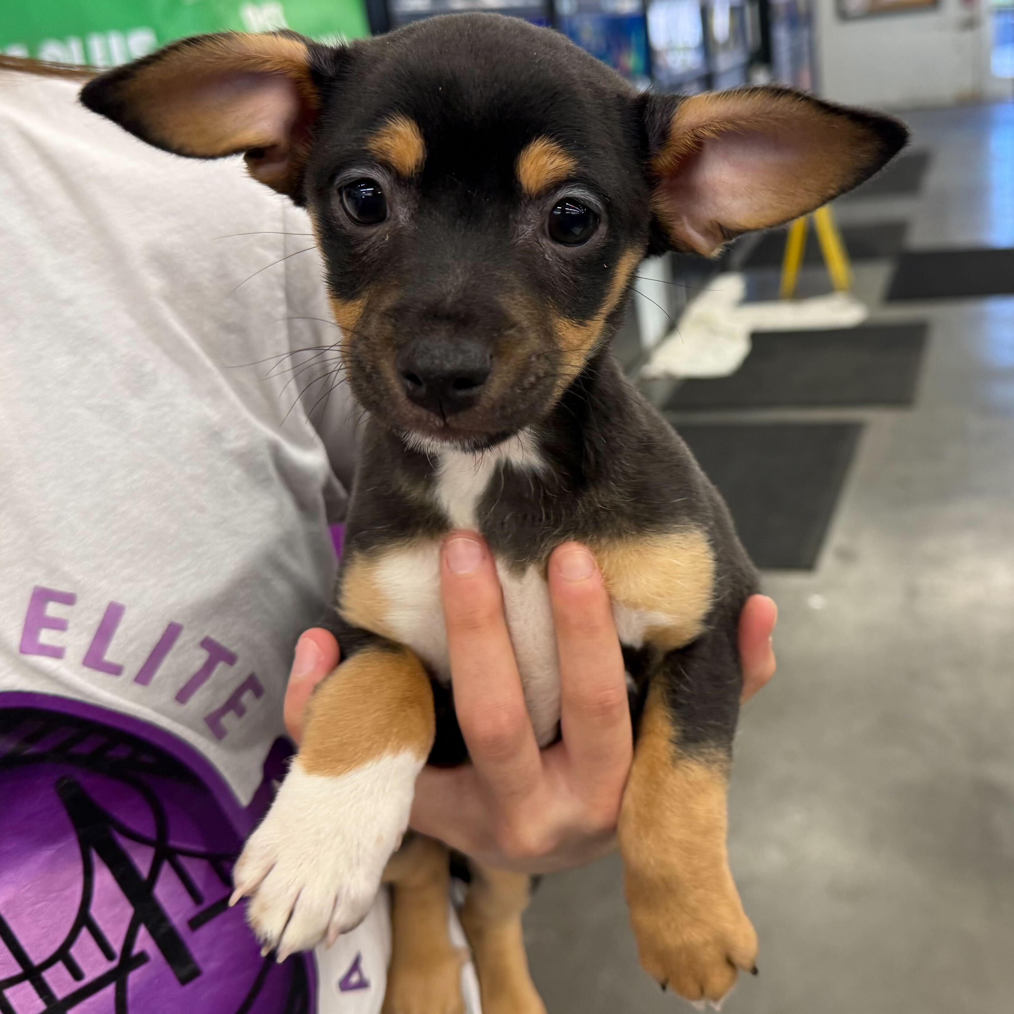 Enlarge Derek Hough, a Adopted mixed breed in Tracy, CA image 2/4