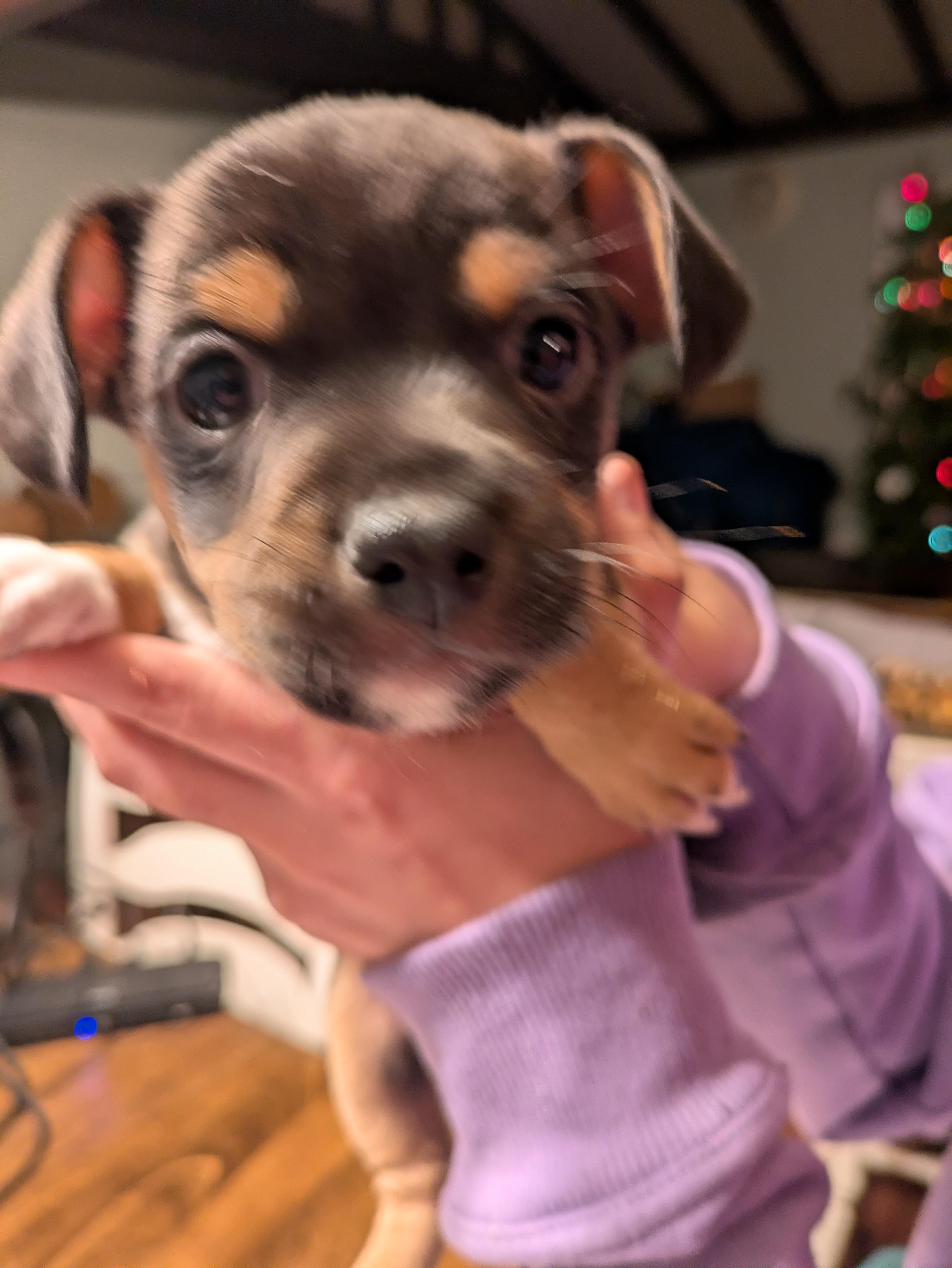 Enlarge Derek Hough, a Adopted mixed breed in Tracy, CA image 4/4