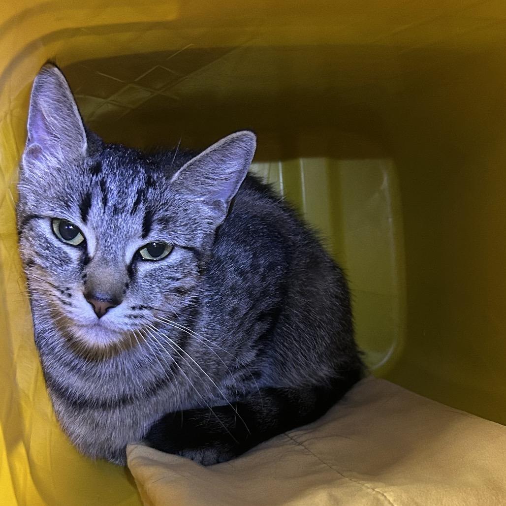 Enlarge Kitten, a Adoptable Domestic Short Hair in Manhattan, KS image 1/1